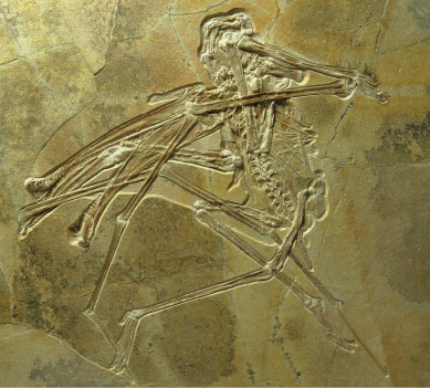 Fossilien Galerie Scholz
